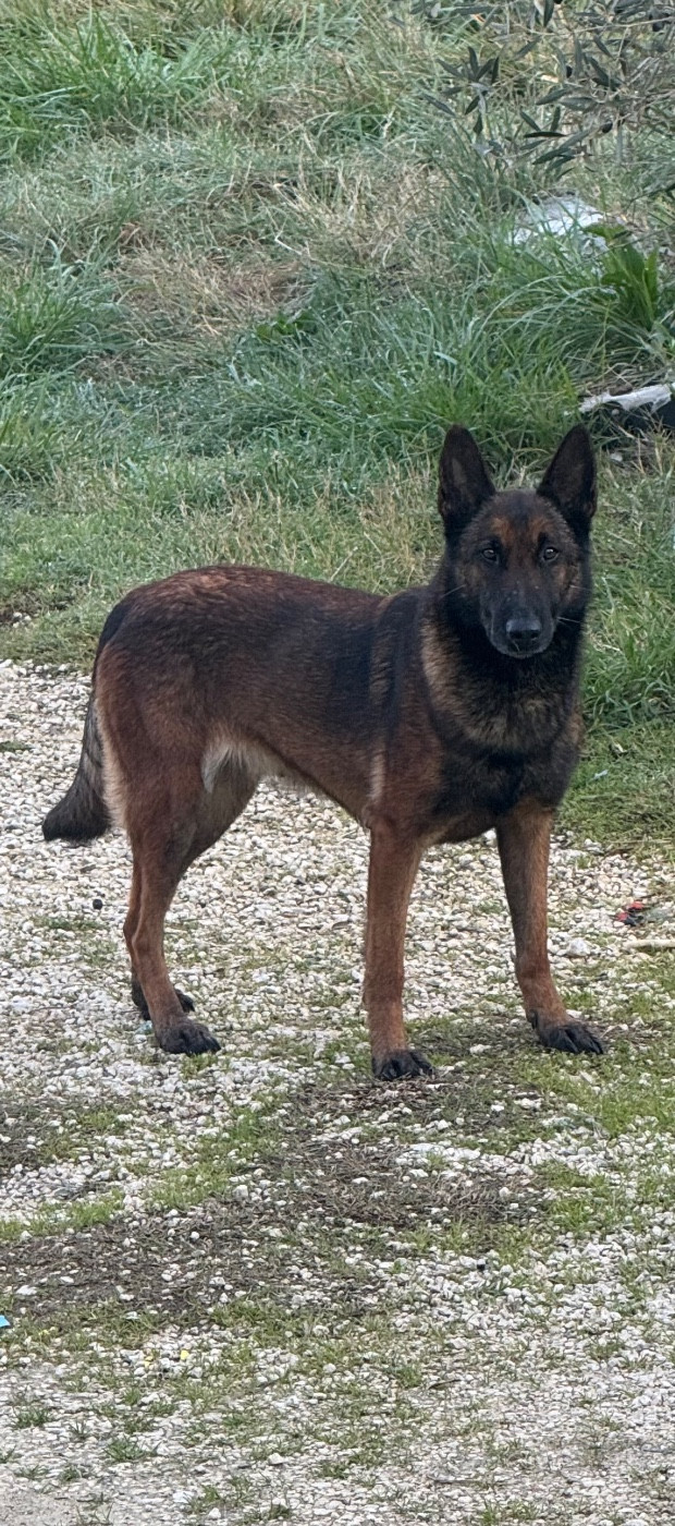 Norphée De Morafond