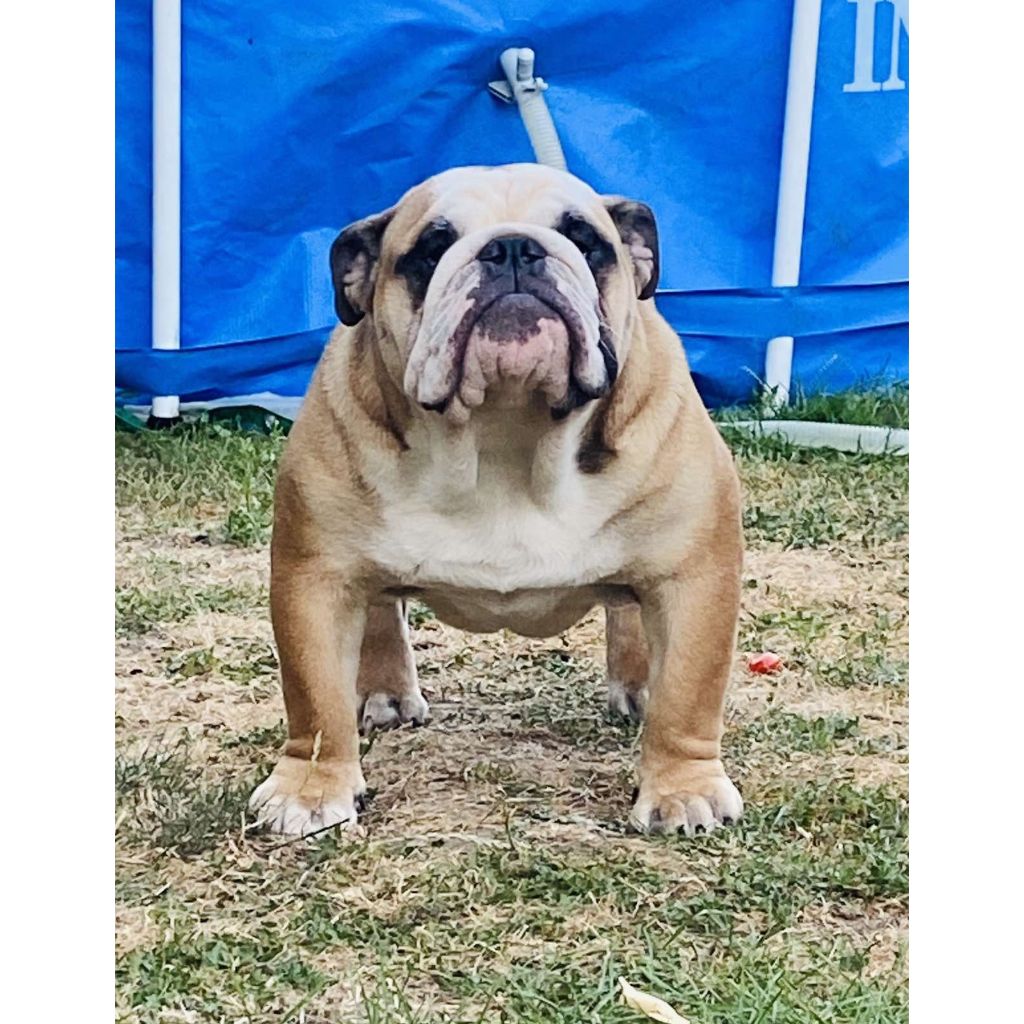 Publication : Du Royaume Des Bulls De Lou 