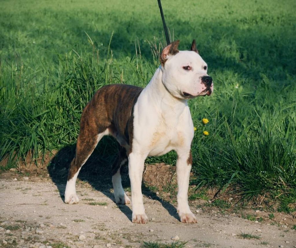 dreamstone Winning combination