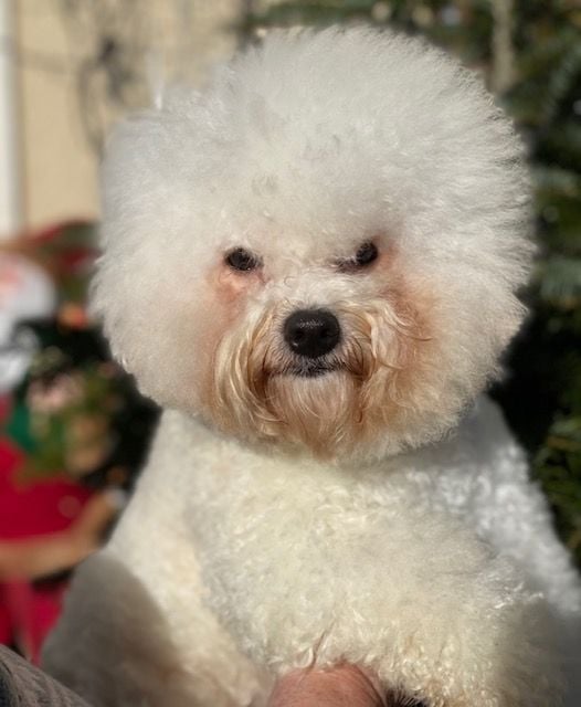 Publication : Del rey rakashi Auteur : CG