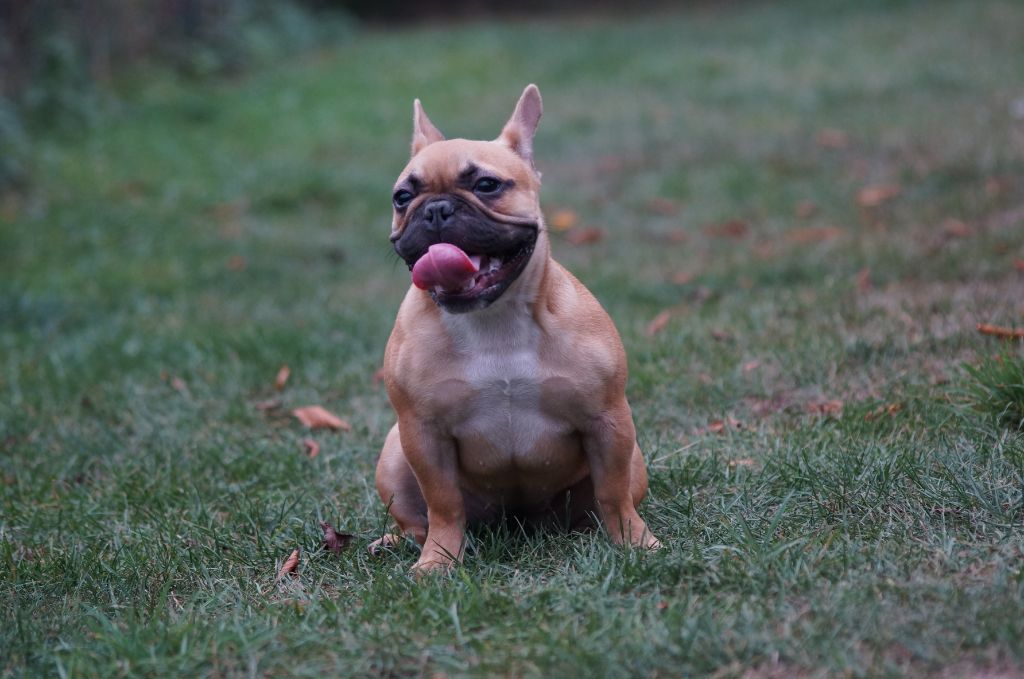 Prunelle Du Jardin Des Guess