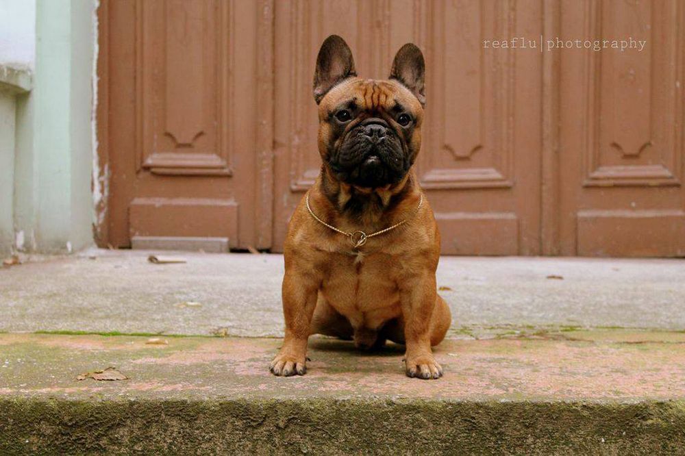 CH. orange frenchies Bullet