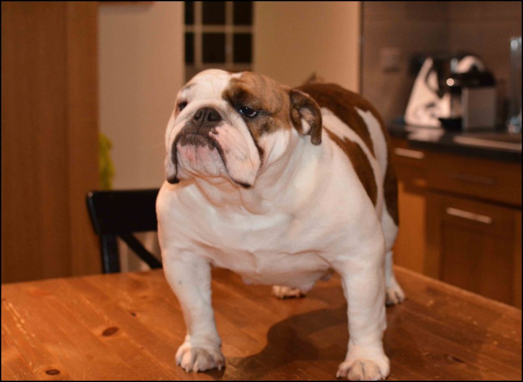 Publication : Edson Conqueror