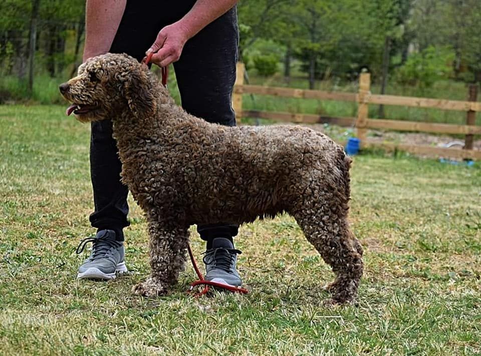 CH. Oh girl you are devil Vom Hause Kristo