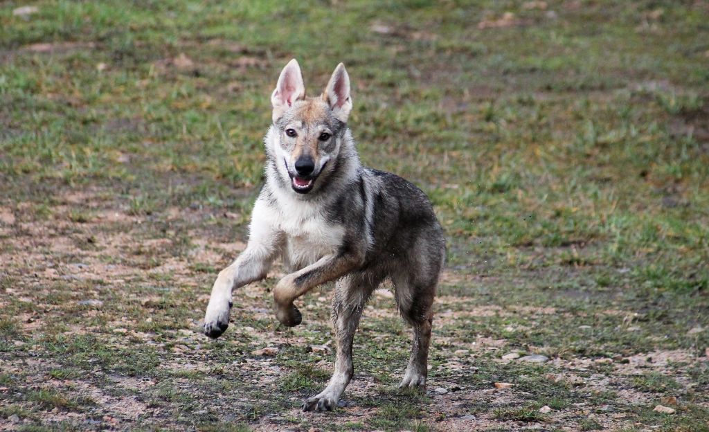 Publication : Du Clan Ragnar 