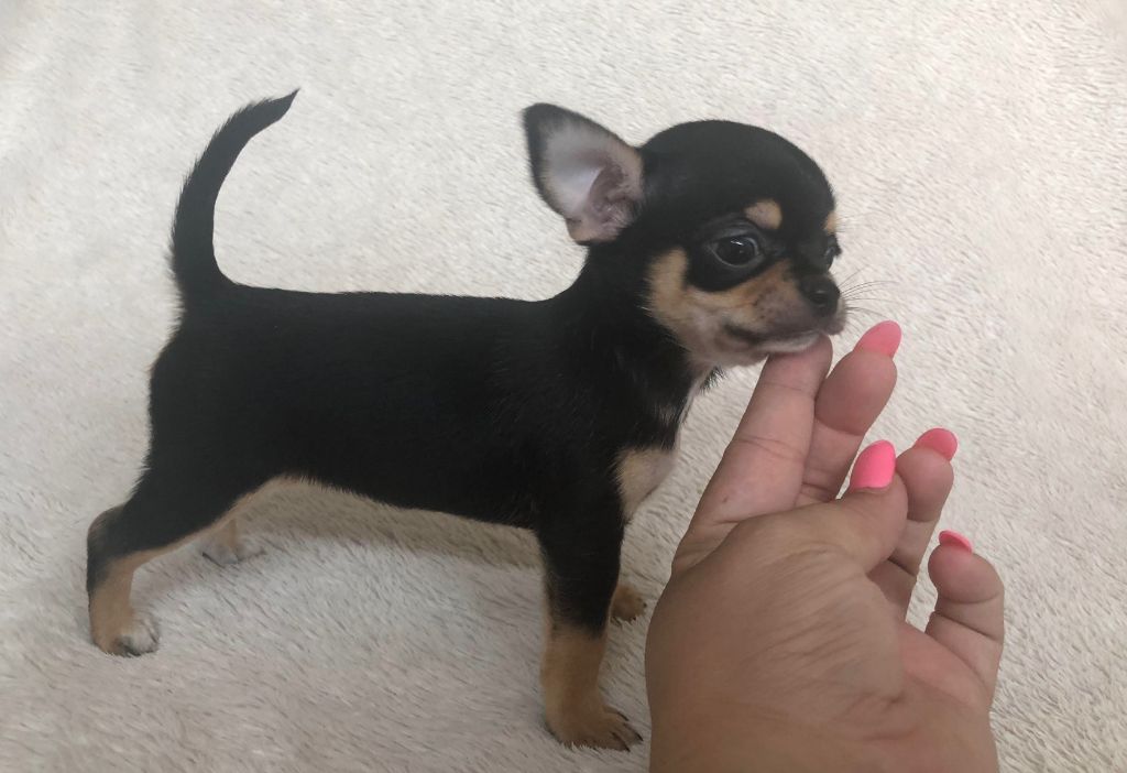 Publication : Des Ca.beaux&chics Auteur : Athena Mesu 