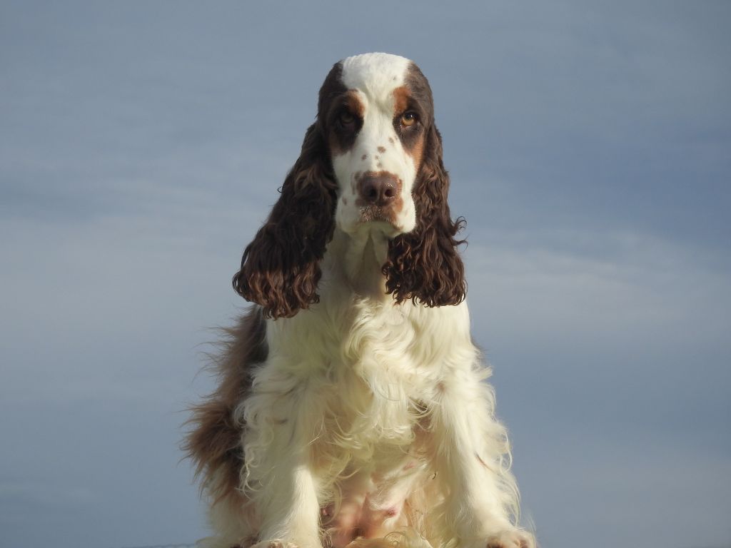 Publication : De L'étang Au Miroir Auteur : Hugo Gris