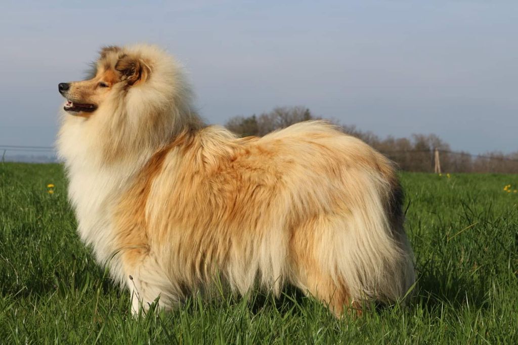 Publication : de la Pierre D'Elisa 