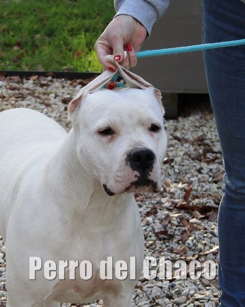 Perro del Chaco Néfertiti