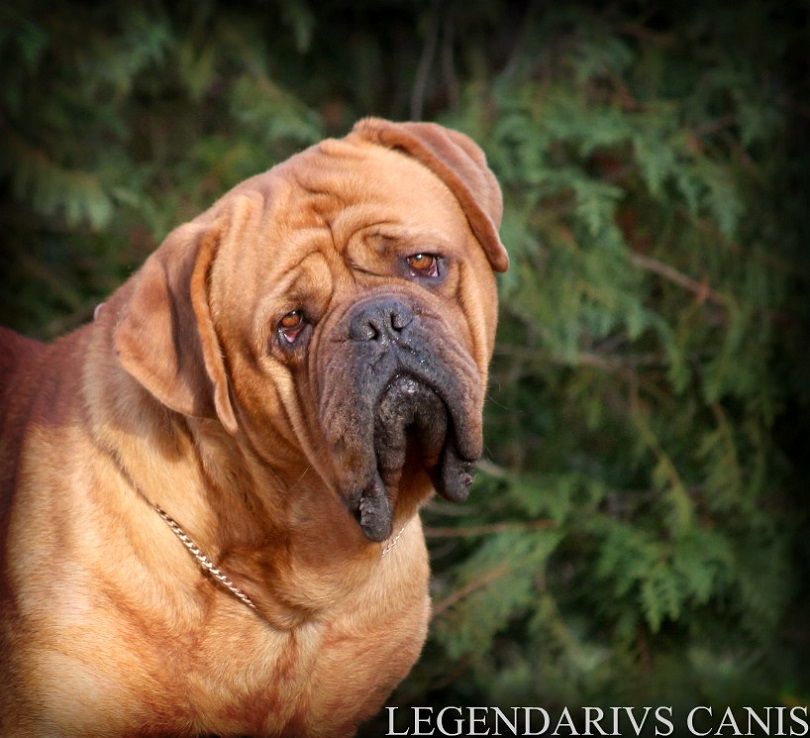 Legendarivs Canis M'tko