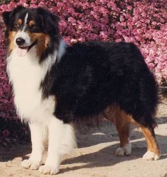 CH. Arrogance Of heatherhill