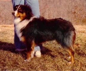 CH. Briarbrooks Hustlin harry