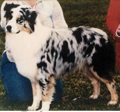 CH. tri-ivory Roquefort of higgins