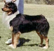 CH. somercrests 1 hot one at cu-d