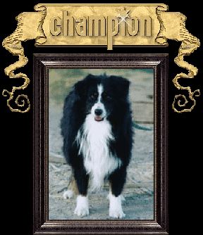 CH. bold legends Just a truckin