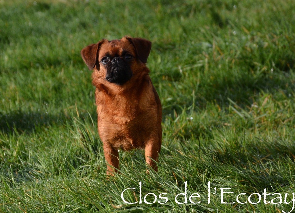 Publication : Du Clos De L'Ecotay Auteur : clos de l'Ecotay