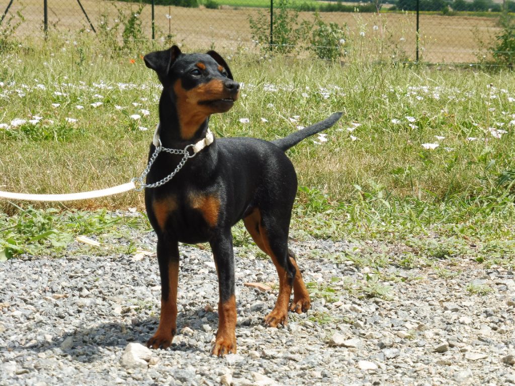 Oxana The Sweet Dream Of Cristale