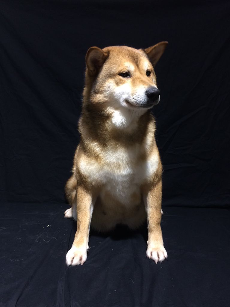 Publication : (Sans Affixe) Auteur : VDC