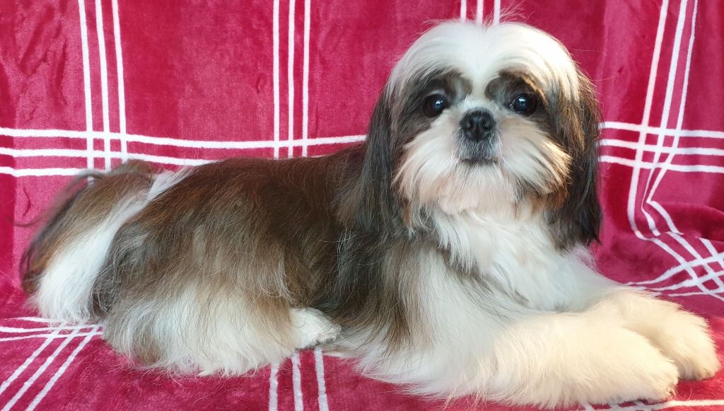 Pao tzu du royaume d'Isis