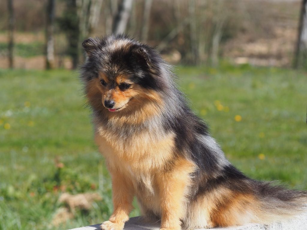 Publication : des Romarins de Mayerling 