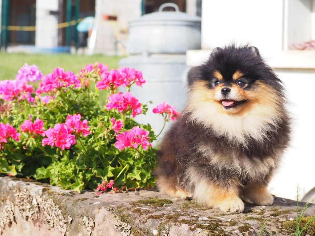 Publication : des Romarins de Mayerling