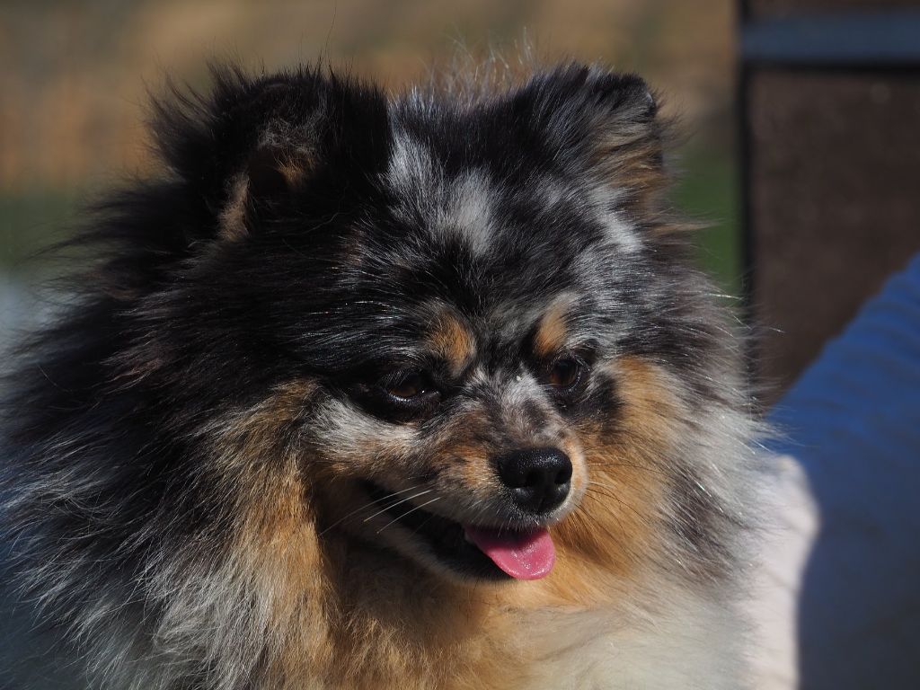 Publication : des Romarins de Mayerling Auteur : Sandrine Bohn