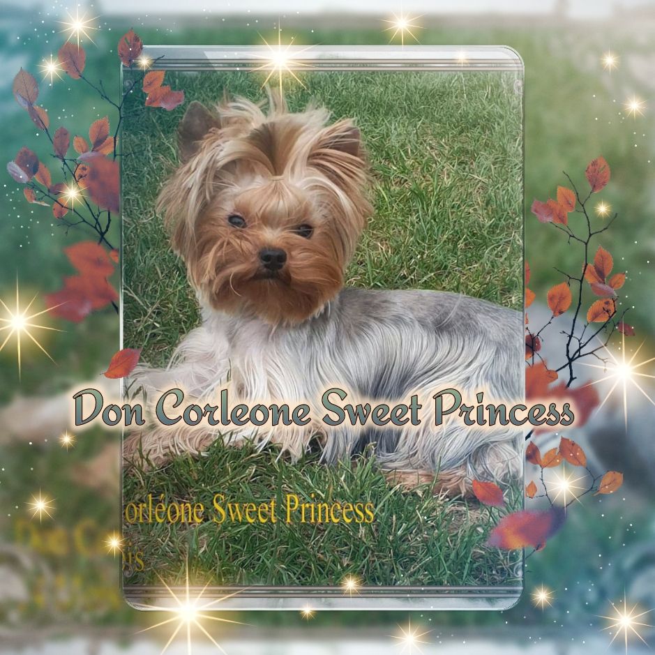 Don corléone sweet princess