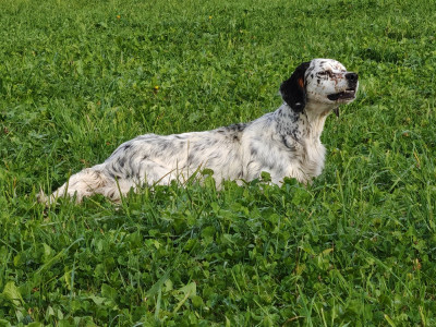 Étalon Setter Anglais - Rayka Du Long Bec D'enchanet