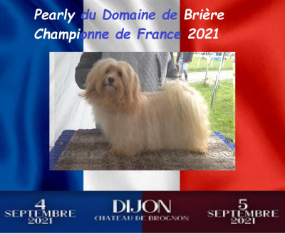 Étalon Bichon Havanais - CH. Pearly Du Domaine De Brière