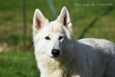 Étalon Berger Blanc Suisse - Red hot chili peppers Des Loups De Normandie