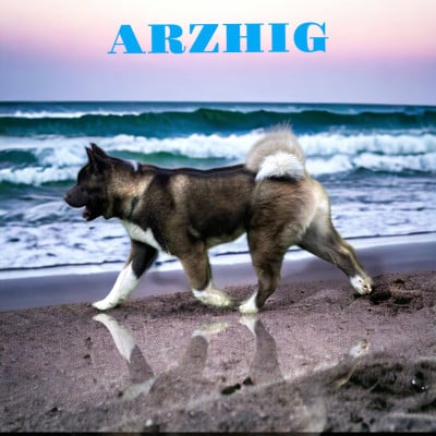 Étalon Akita americain - CH. Hiletcrobo arzhig of golden nicol