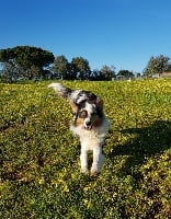 Étalon Berger Australien - Palo alto google de Solemel