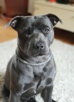 Étalon Staffordshire Bull Terrier - Oscar gtdh dit oslo (Sans Affixe)