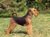 Étalon Airedale Terrier - CH. Noble imperatrice (naomi) du Clos de Clairdouet