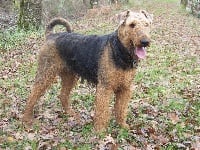 Étalon Airedale Terrier - Prudence Des Loges De Perruet