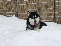 Étalon Alaskan Malamute - Norway of Lapland Polarlights