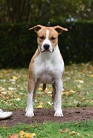 Étalon American Staffordshire Terrier - Légitime Démence Pack of dream