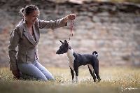 Étalon Basenji - Poucinette, la gazelle Des Evades Du Congo