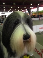 Étalon Bearded Collie - Naomi de Chester