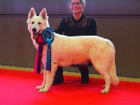 Étalon Berger Blanc Suisse - Origine Du Reve De Jeunesse