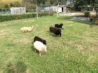 Étalon Berger des Pyrenees à poil long - Mascotte de la vallée d'oueil