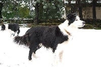 Étalon Border Collie - Gus des Crocs de Provence