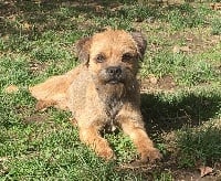 Étalon Border Terrier - Grace ( dite par-ci ) rog wojskiego