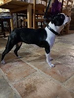 Étalon Boston Terrier - Paillette lady froufrou Of darling dog