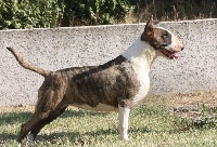 Étalon Bull Terrier - O'real of Bull's city