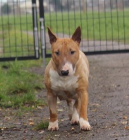 Étalon Bull Terrier Miniature - Pearl High Hill's Bull