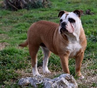 Étalon Bulldog continental - Puma de la Borde Riva