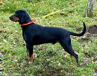 Étalon Chien Courant Polonais - CH. Nurt z beskidzkiego matecznika