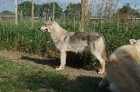 Étalon Chien-loup de Saarloos - Canens Africae Osaka