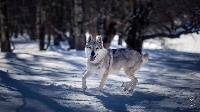 Étalon Chien-loup tchecoslovaque - arcano lupo Artèmis